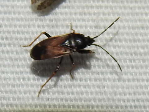 Image of Eremocoris depressus Barber & H. G. 1928