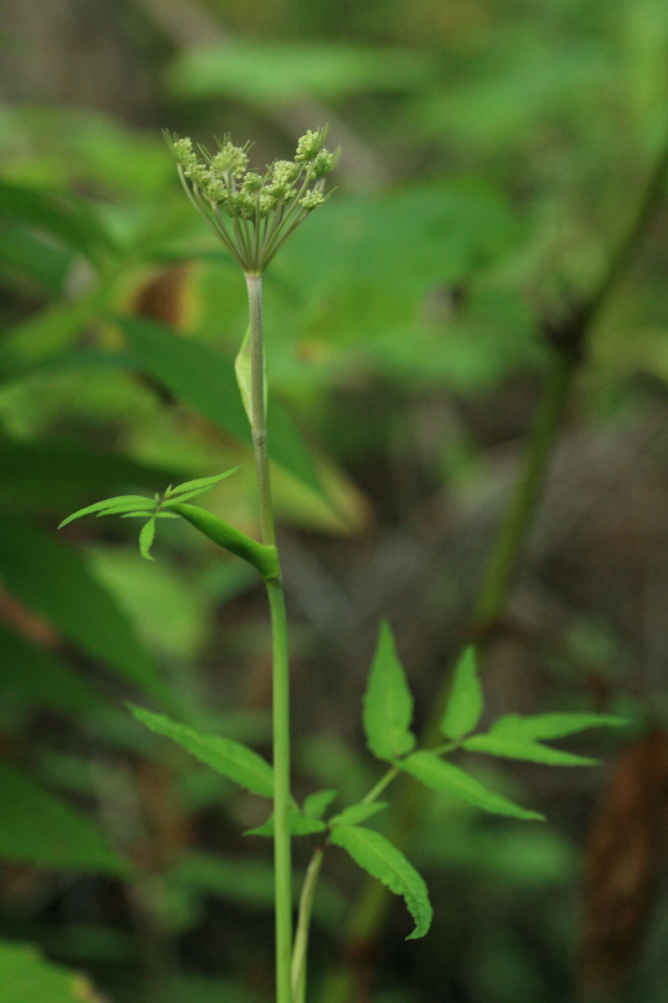 Image of Angelica anomala subsp. sachalinensis (Maxim.) H. Ohba