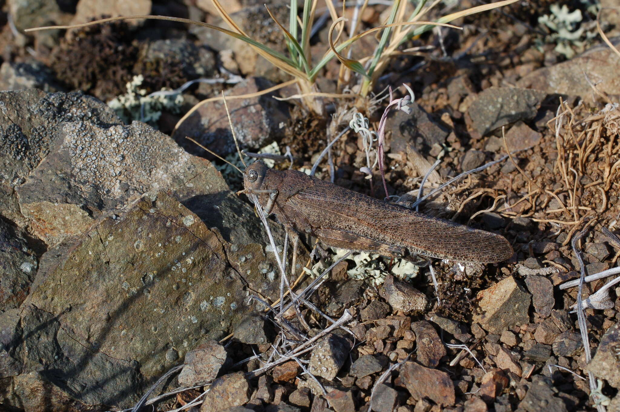 Bryodema gebleri (Fischer von Waldheim 1836)的圖片