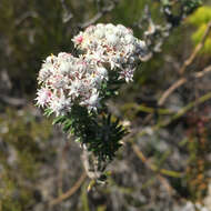 Image of Metalasia lichtensteinii Less.