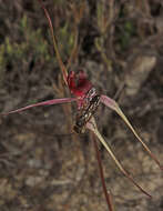 Caladenia formosa G. W. Carr的圖片