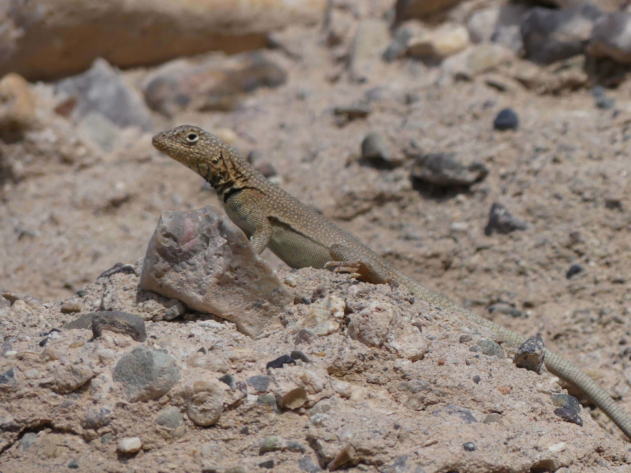 Plancia ëd Microlophus theresioides (Donoso-barros 1966)