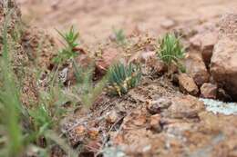 Imagem de Phemeranthus napiformis (DC.) Ocampo