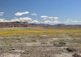 Image of Rocky Mountain stickweed