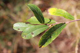 Image de Salix atrocinerea Brot.