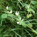 Sivun Lespedeza pilosa (Thunb.) Siebold & Zucc. kuva