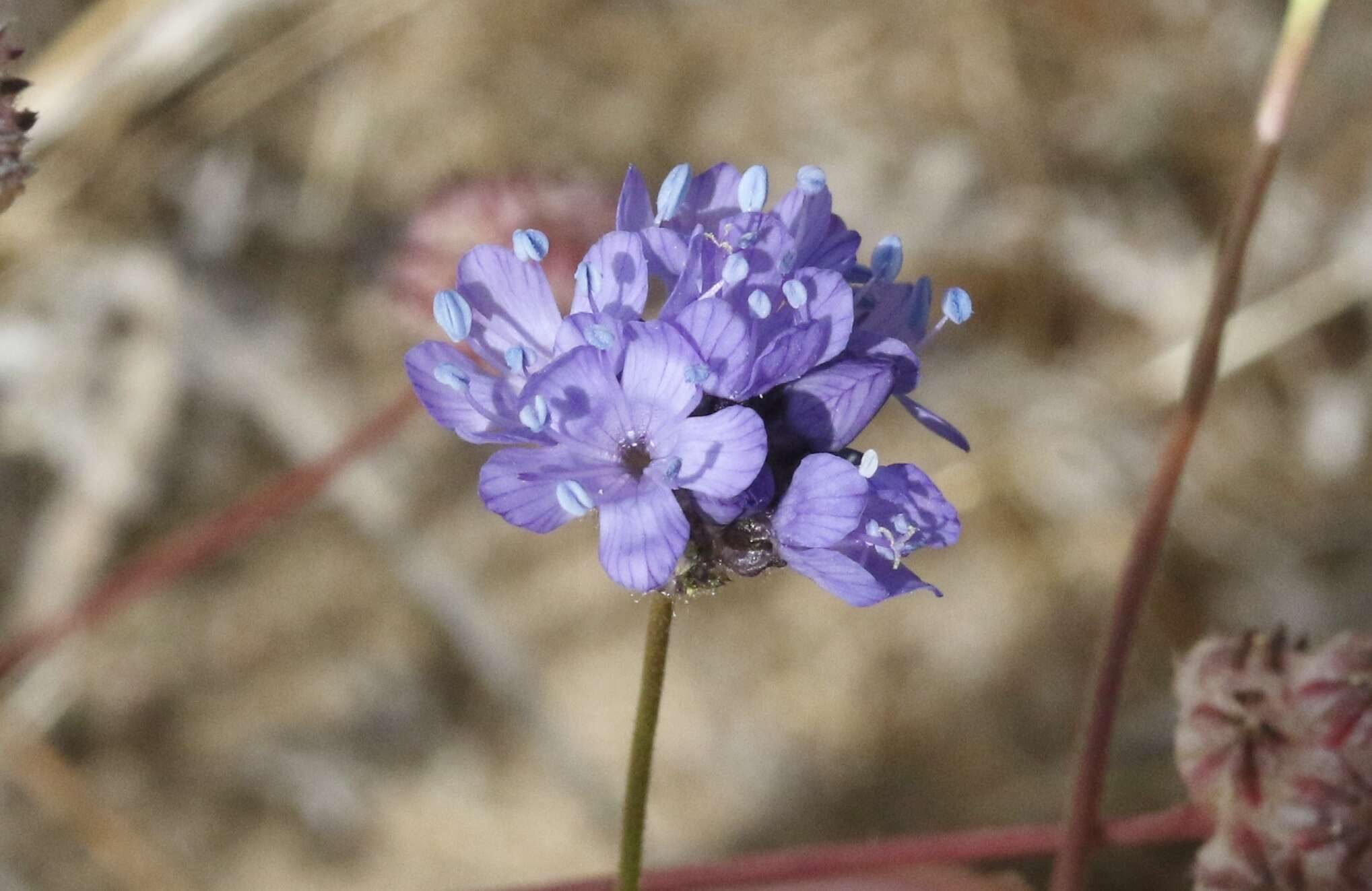 Image of bluehead gilia