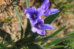 Image of Babiana leipoldtii G. J. Lewis