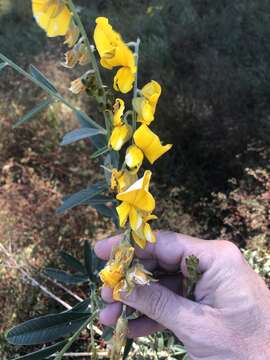 Crotalaria juncea L. resmi