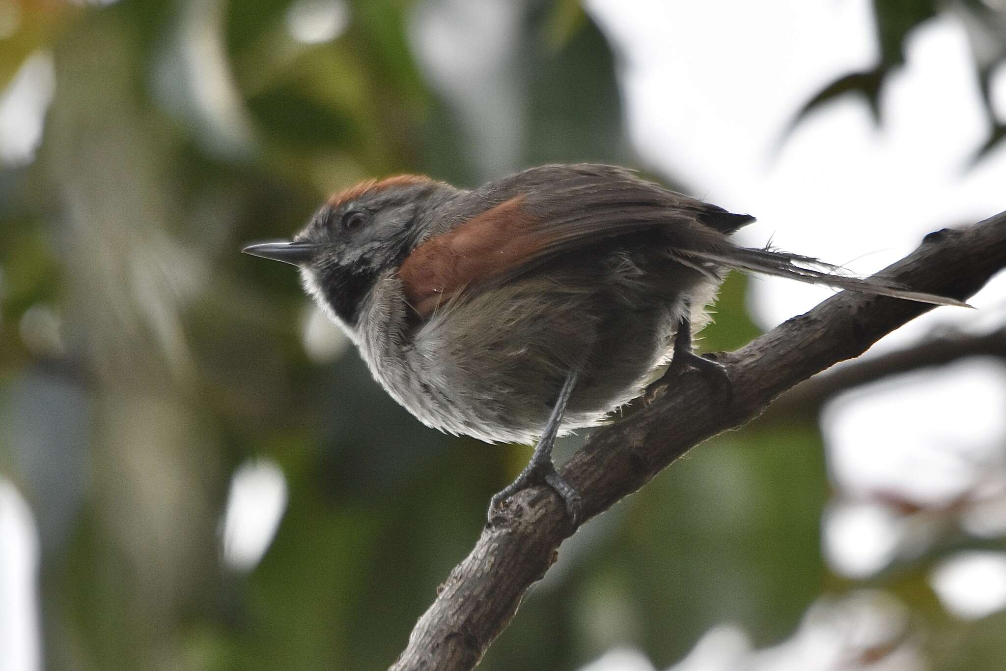 Image of Silvery-throated Spinetail