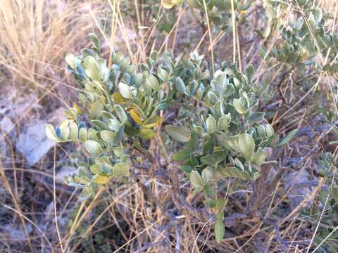 Image de Dermatophyllum gypsophilum