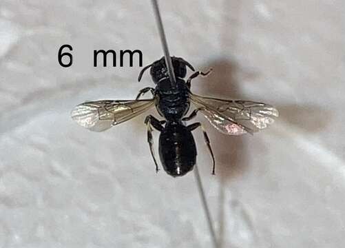 صورة Hylaeus cornutus Curtis 1831