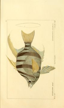Image of Old wife