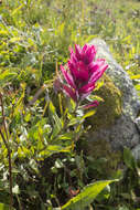 Image of Castilleja rhexifolia Rydb.