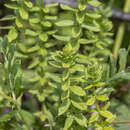 Image of Cruciata glabra subsp. krylovii (Iljin) E. G. Naumova