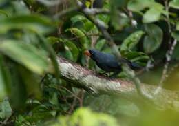 Image of Slate-colored Grosbeak