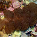 Image of Melibe coralophilia Gosliner & Pola 2012