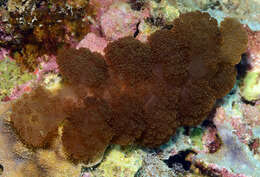 Image of Melibe coralophilia Gosliner & Pola 2012