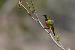 Image of Flame-breasted Sunbird