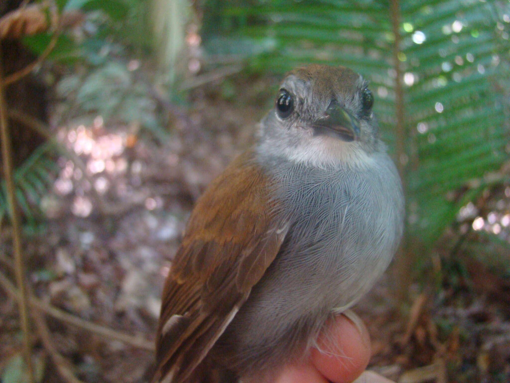 Image of Willisornis Agne & Pacheco 2007