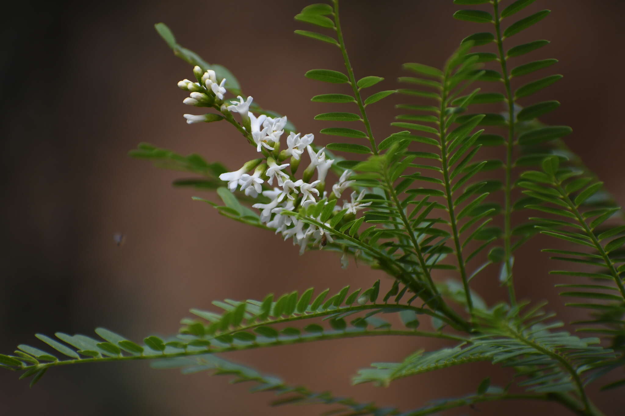 Imagem de Eysenhardtia orthocarpa (A. Gray) S. Watson