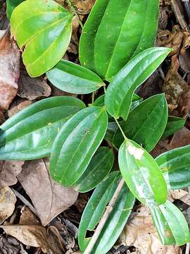 Image of Smilax zeylanica L.