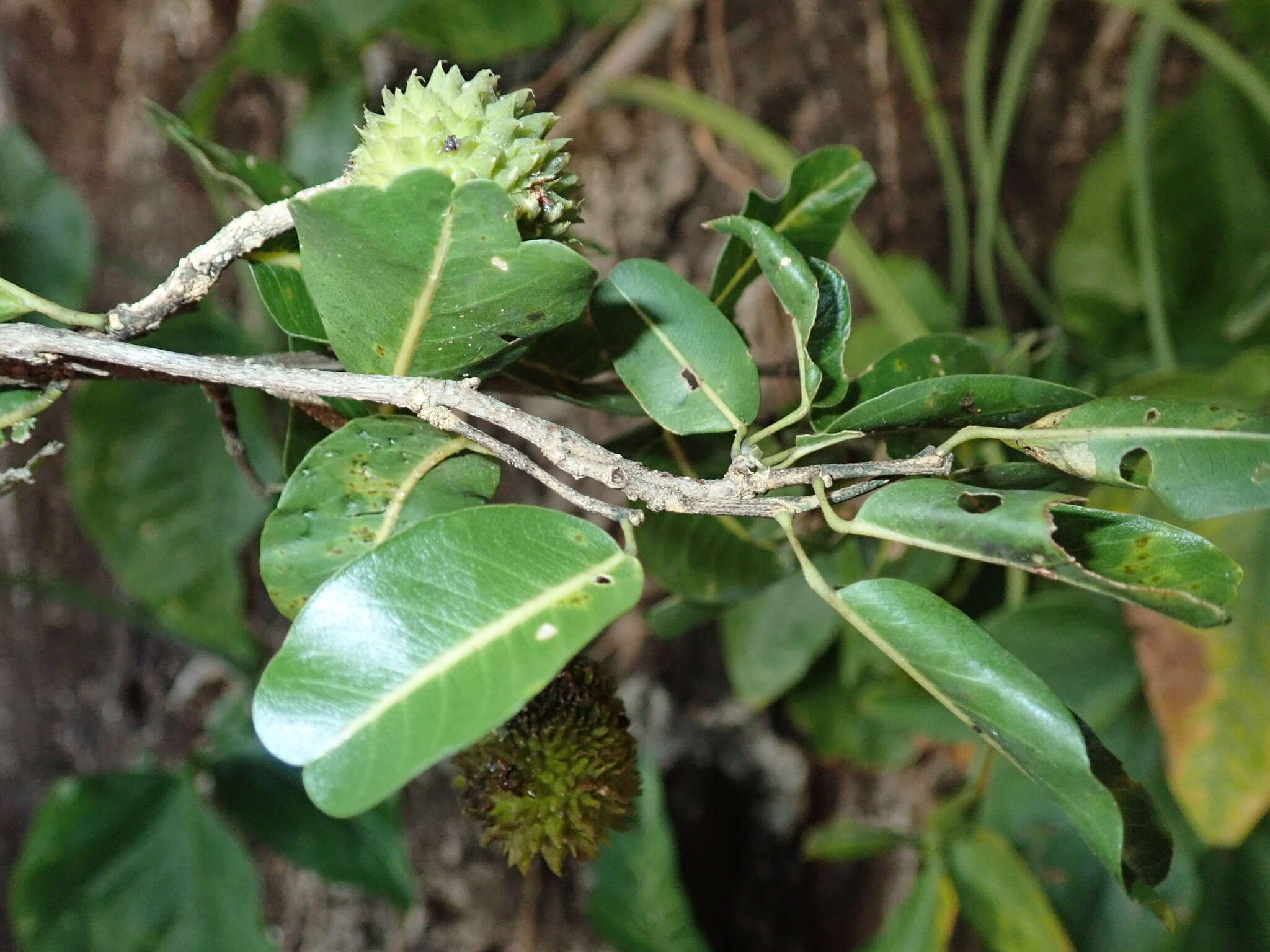 Image de Rhopalocarpus lucidus Bojer