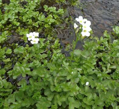 Imagem de Cardamine prorepens Fisch.