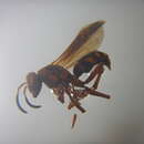 Image of Clarion Island Paper Wasp