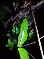 Image of Common Dwarf Salamander