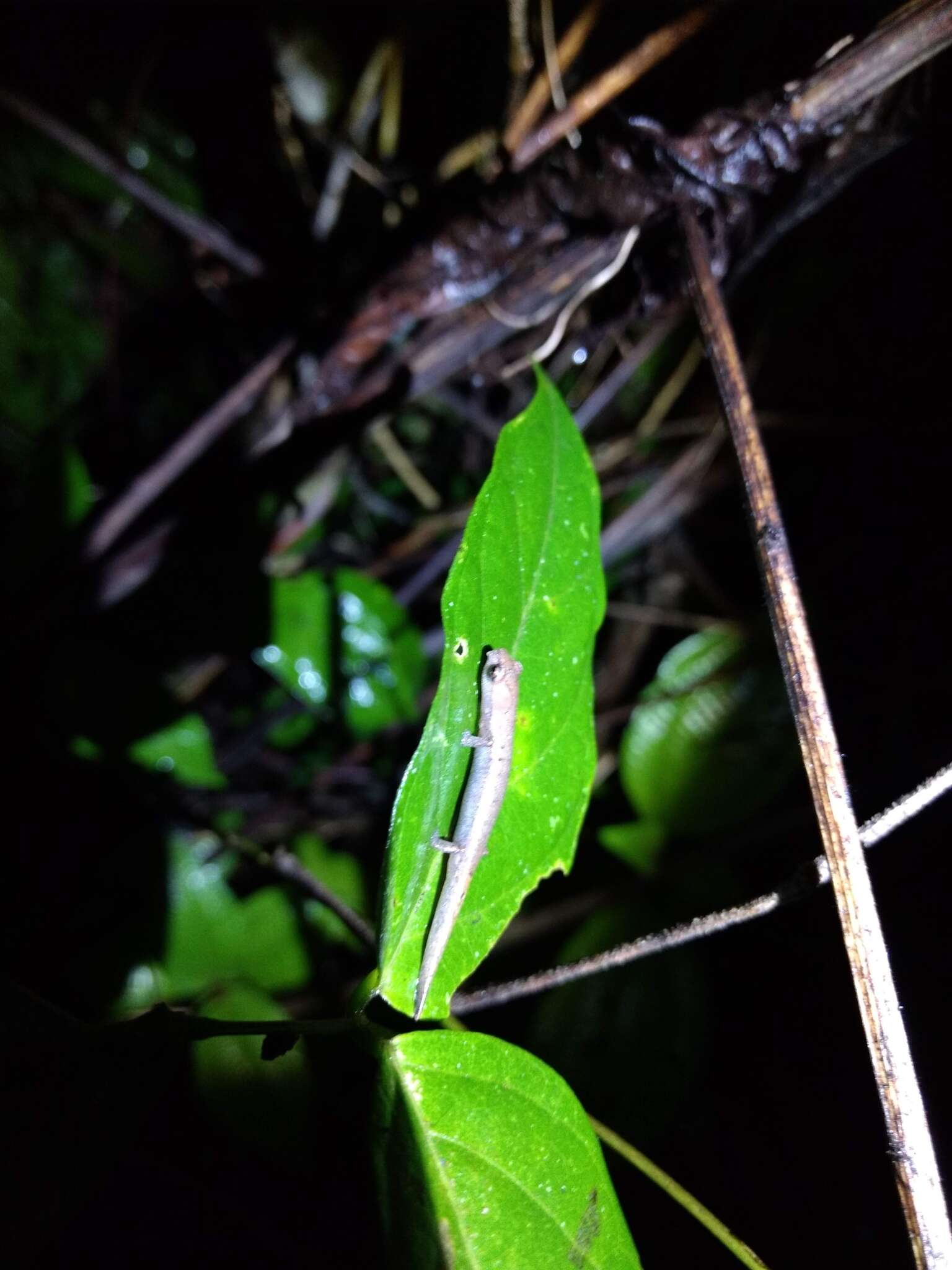 Image of Common Dwarf Salamander