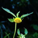 Image of Carpesium nepalense Less.
