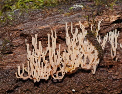 Image of Artomyces colensoi (Berk.) Jülich 1982