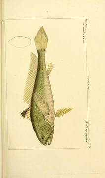 Image of Croaker