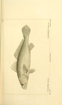 Image of Acoupa weakfish