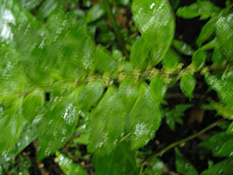 Sivun Pilea imparifolia Wedd. kuva