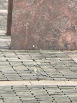 Image of Grey Pratincole