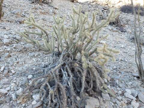 Image of buckhorn cholla