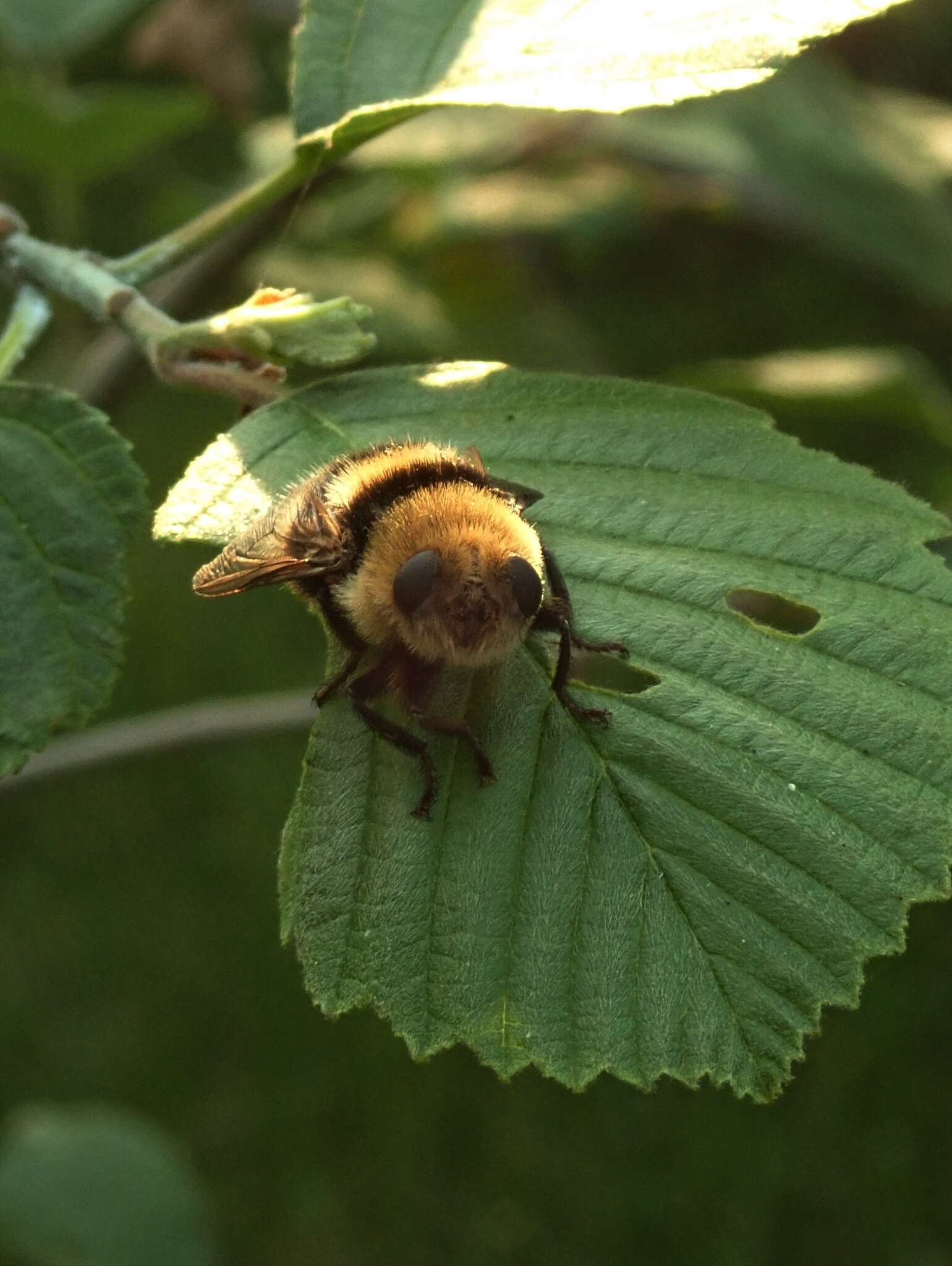 Image of Cephenemyia ulrichii (Brauer 1862)