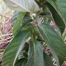 Image of Ipomoea argentea Meisn.