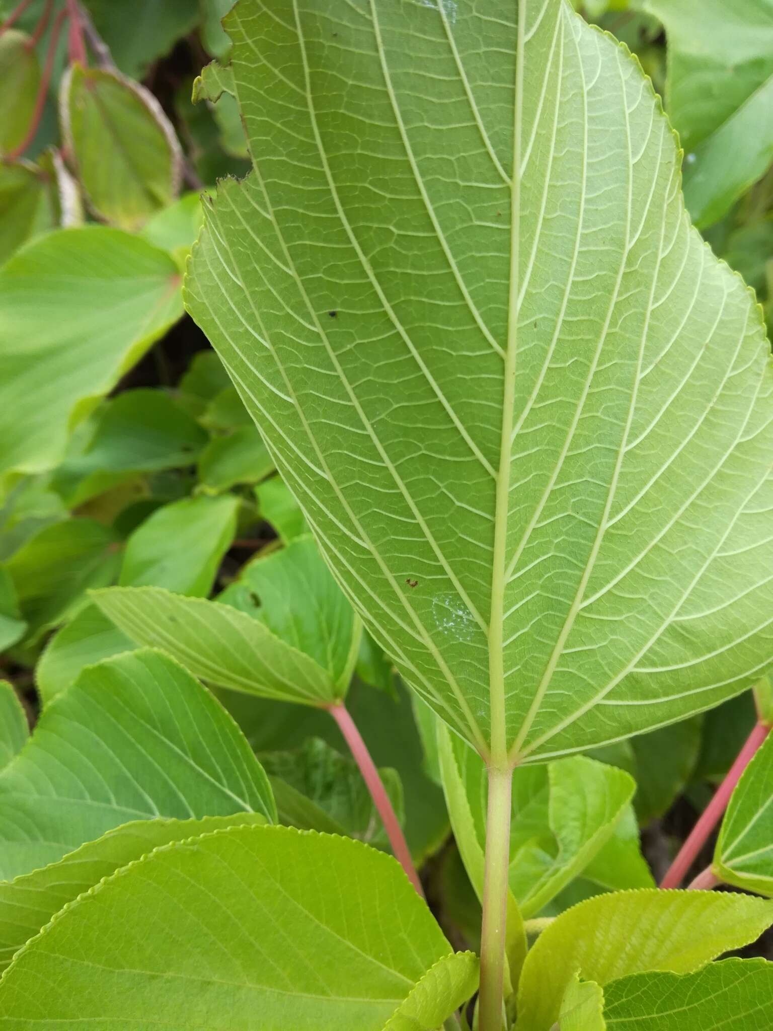 Image de Acalypha grandibracteata Merr.