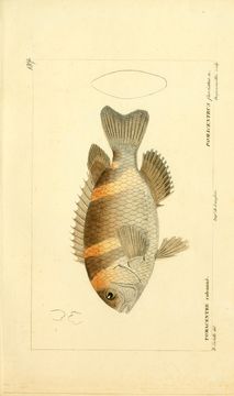 Image of Banded damsel