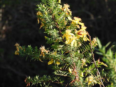 Image of Hypericum revolutum subsp. revolutum