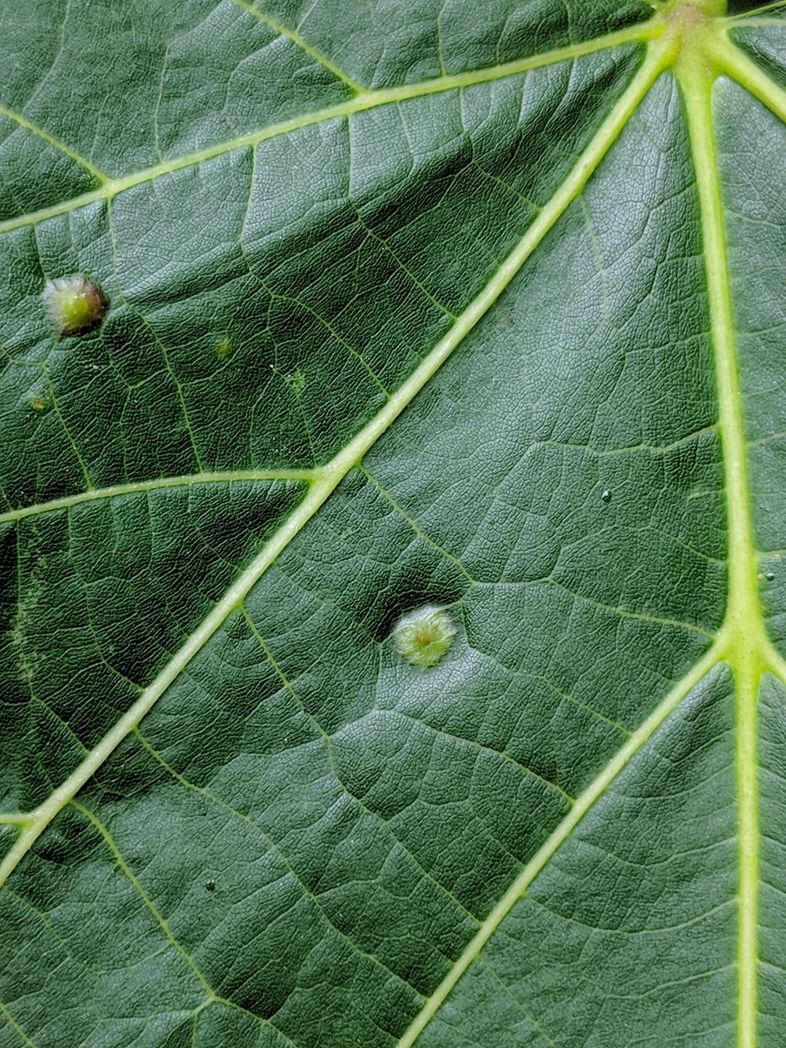 Image of Contarinia verrucicola (Osten Sacken 1875)