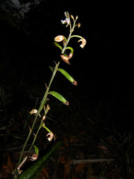 Image of Monk orchid