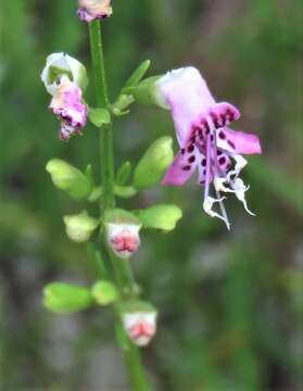 Image of Longspurred mint