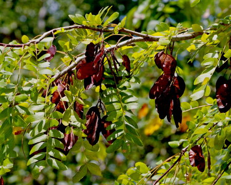 Image of water locust