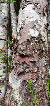 Image of Yellow Silver Pine