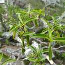 Psychotria retiphlebia Baker resmi