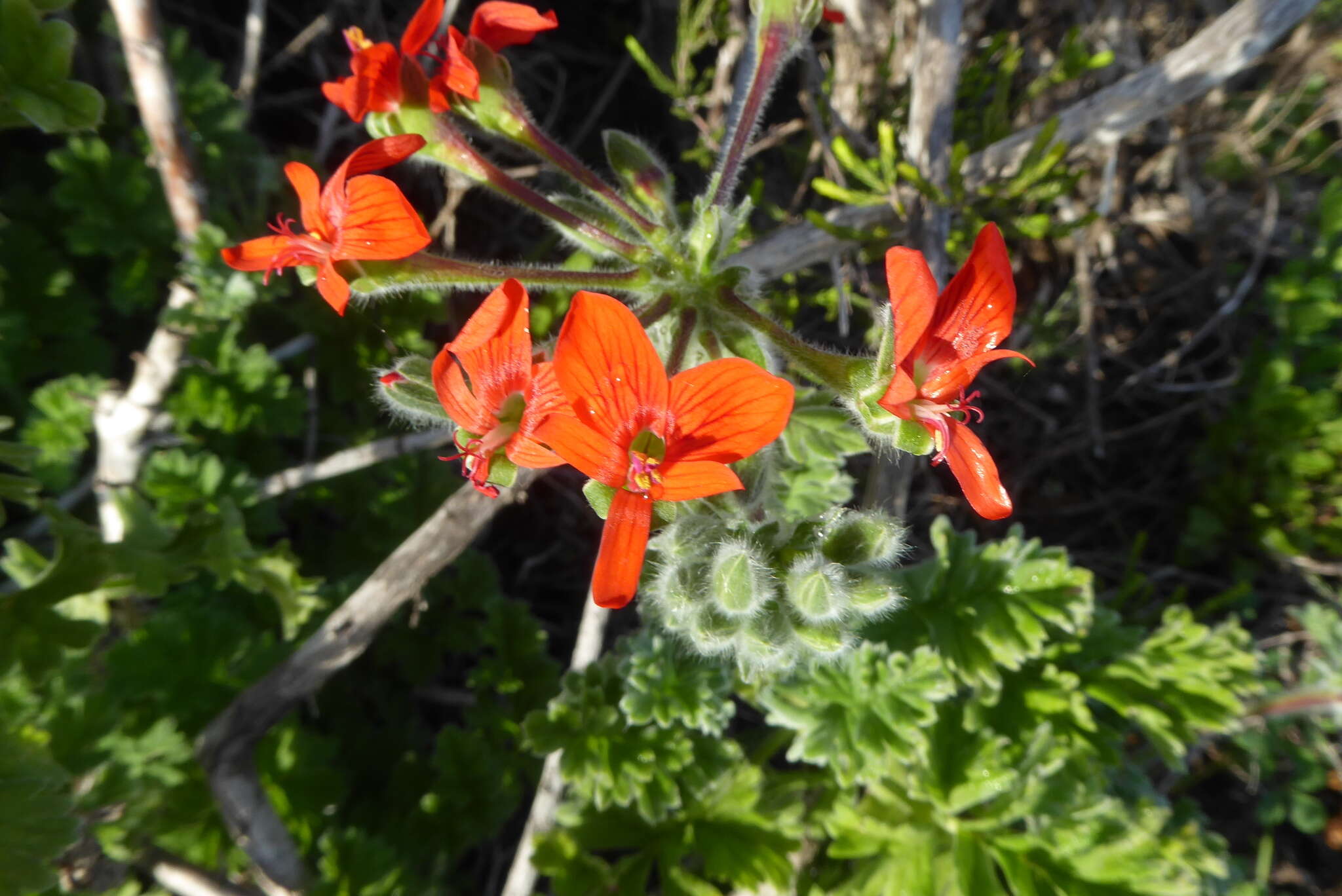 Image of Scarlet pelargonium